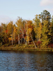 Lake and trees