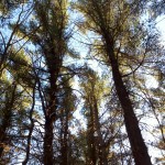 Pine trees